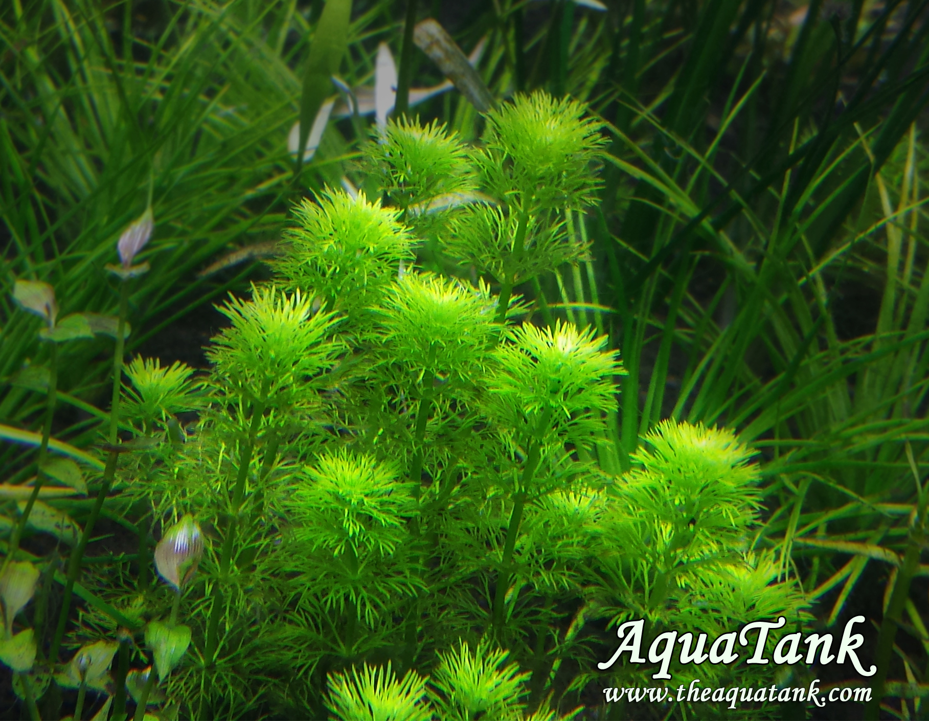 Set 5 Piante Acquatiche Per Acquario - Limnophila, Alternanthera, Ammannia, Ludwigia, Radicate - Foto 9